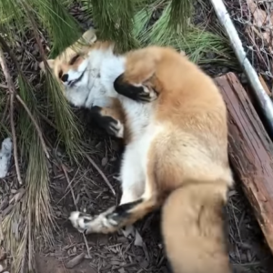 Tail Wagging Fox Wants Belly Rub