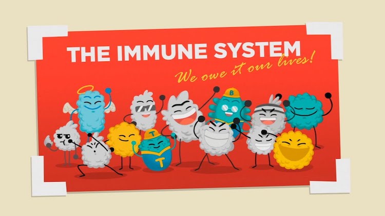 the-immune-system.jpg