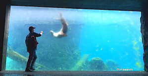Virtual Catch with Clever Sea Lion