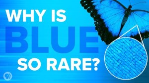 Why Is Blue So Rare