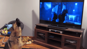 Dog Howling to Zootopia