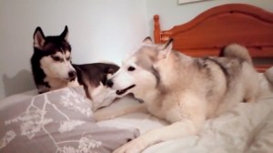 Dogs Arguing Over Bed