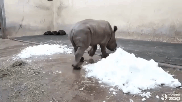 Baby Rhino Snow