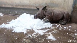 Baby White Rhino Playing in Snow