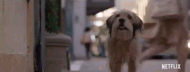 Benji Returns to Warms Everyone's Heart in Netflix's Reboot of the Classic Dog Film
