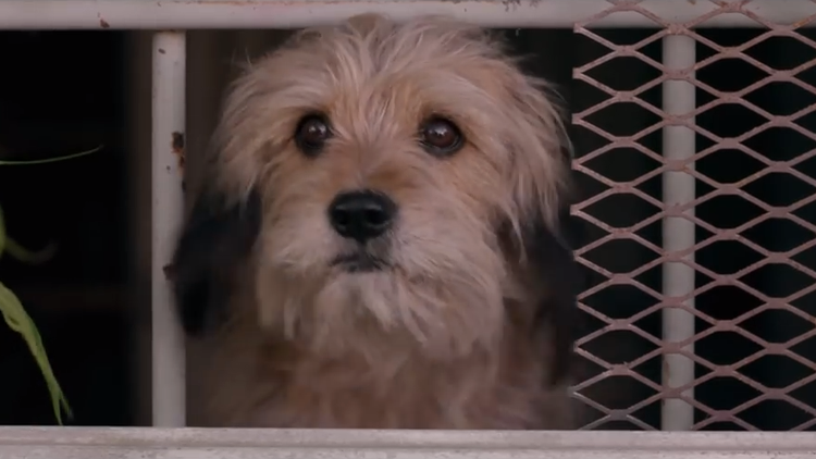 Benji Returns to Warm Everyone's Heart in the Netflix Reboot of the ...