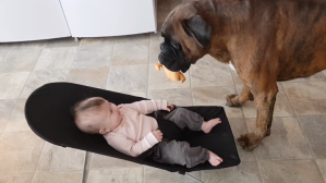 Boxer Entertains Baby