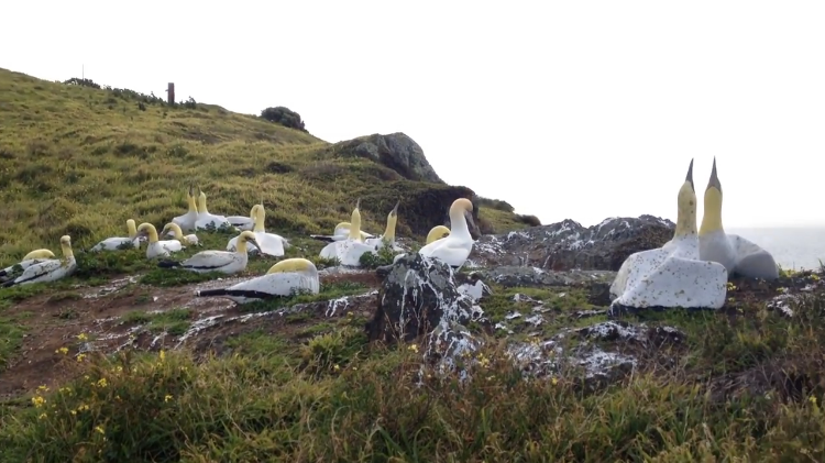 concrete-gannet.png