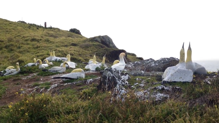 Concrete Gannet