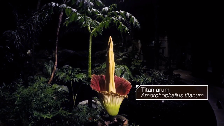 corpse-flower.png