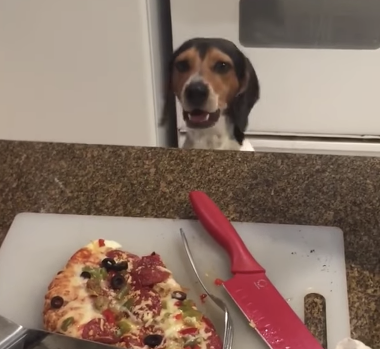 dachshund-wants-pizza.png