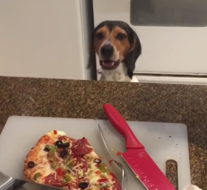 Dachshund Wants Pizza