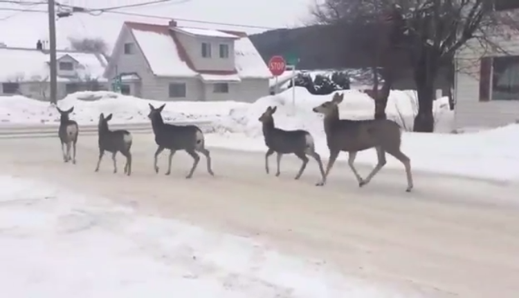 Deer at Stop Sign