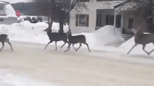 Deer Stopping at Sign