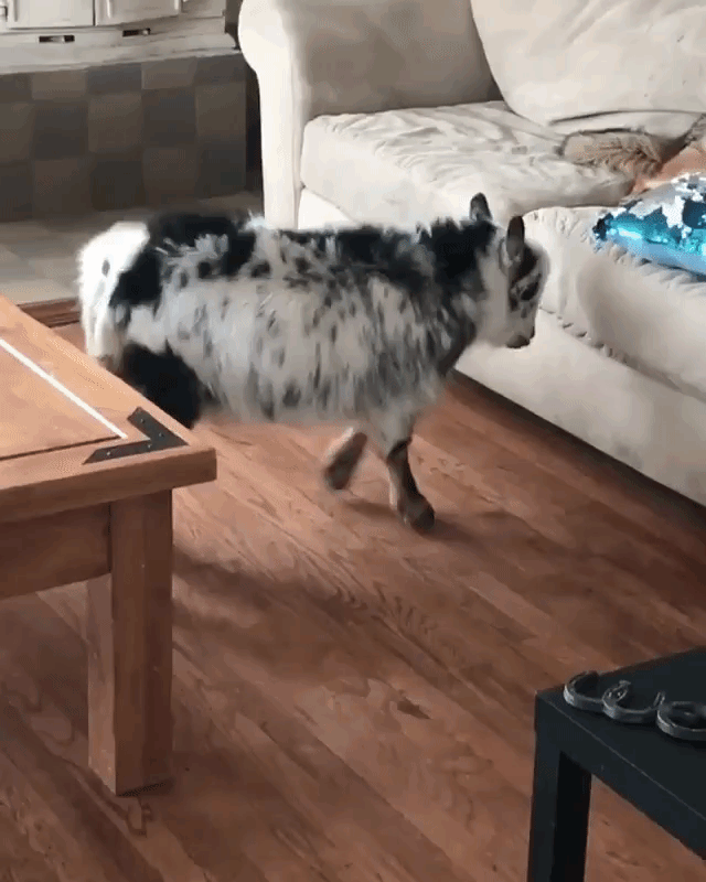 Goat and Coyote Playing