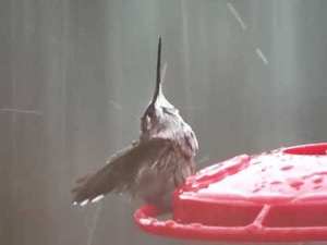 Hummingbird Rainshower