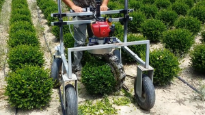 Industrial Trimming Machine Effortlessly Cuts Hedges Into Perfect Spheres