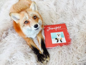 Juniper and Juniper the Happiest Fox Book