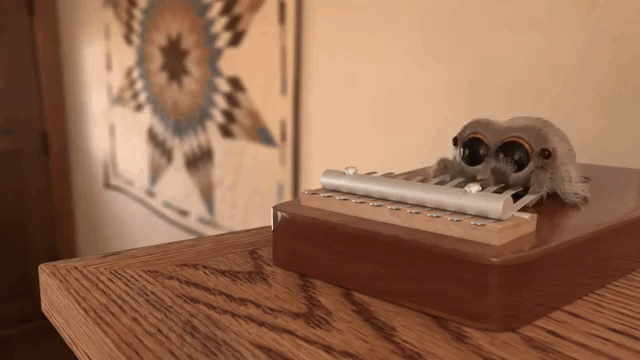 Lucas the Spider Thumb Piano