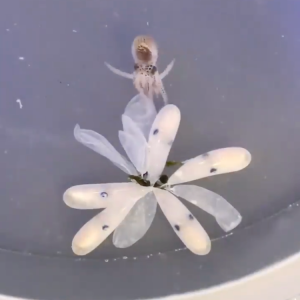Octopus Hatching