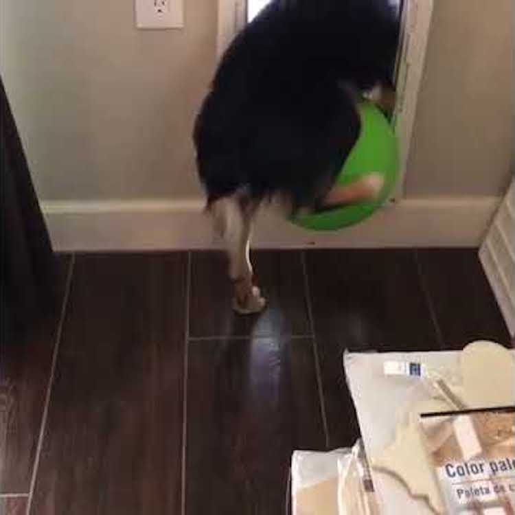 oliver-green-ball-doggie-door.jpg