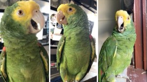 Parrot Screams for Ice Cream