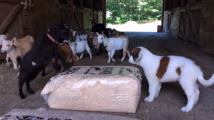 puppy-meeting-goats.png