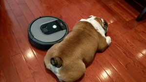 Roomba Bulldog