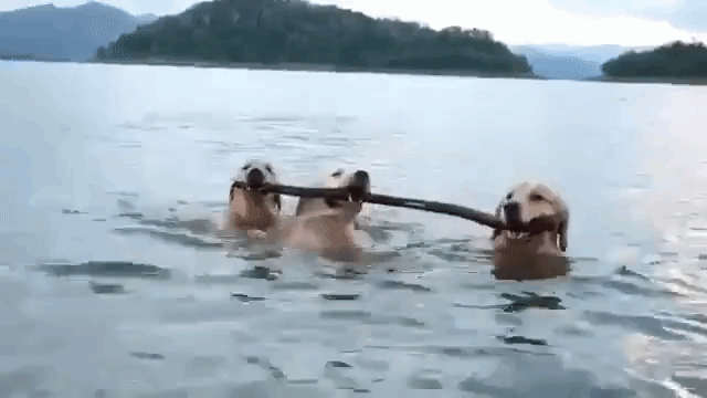 Three Dogs and a Stick
