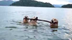 Three Dogs Same Stick