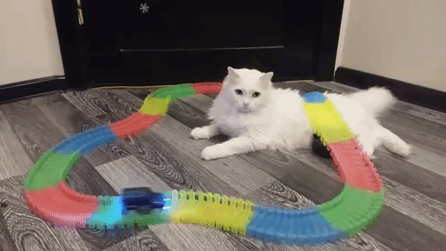 Toy Truck Drives Over Cat