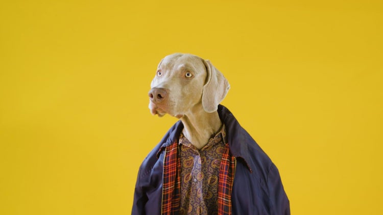 william-wegman-dog-photographer-weimeran