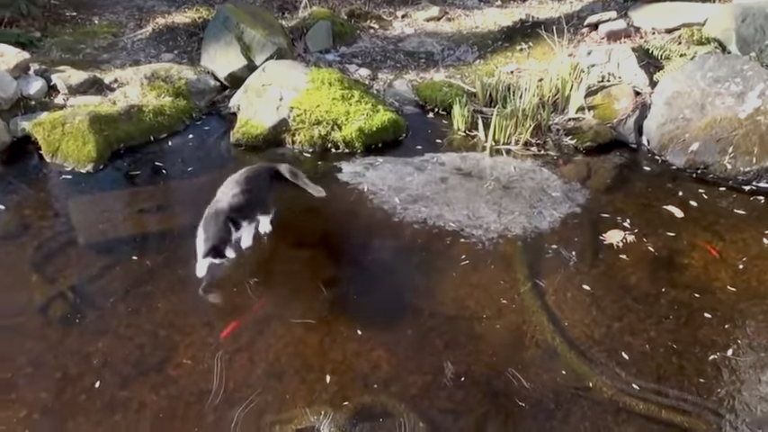 A Determined Cat Slips and Slides Across a Frozen Pond 