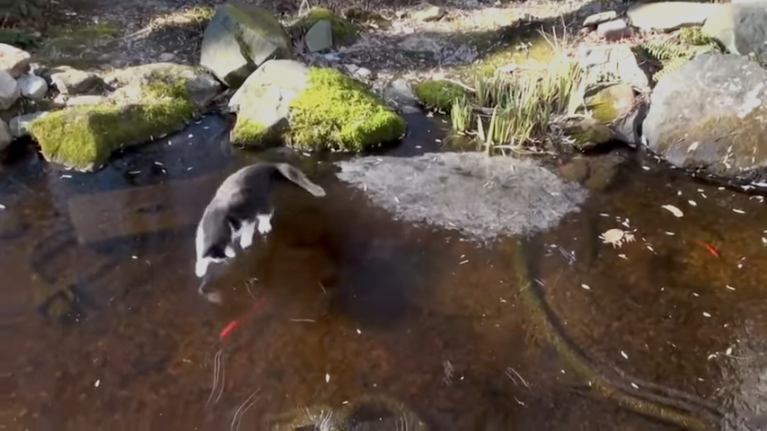 Cat Chasing Fish Under Ice