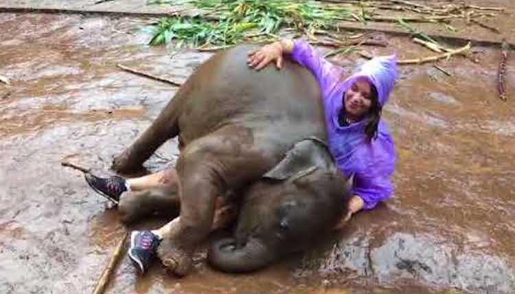 Affectionate Muddy Cuddling Elephant
