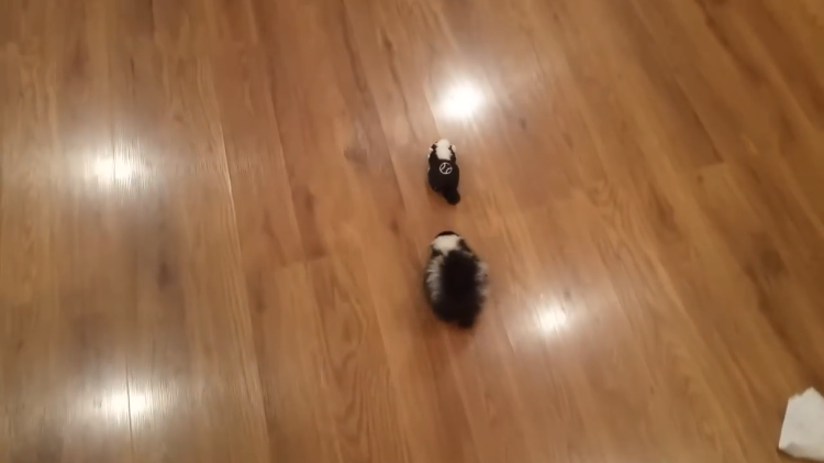 baby-skunk-chasing-after-rc-skunk.png