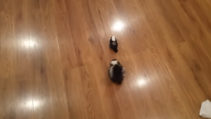 Baby Skunk Chasing After RC Skunk