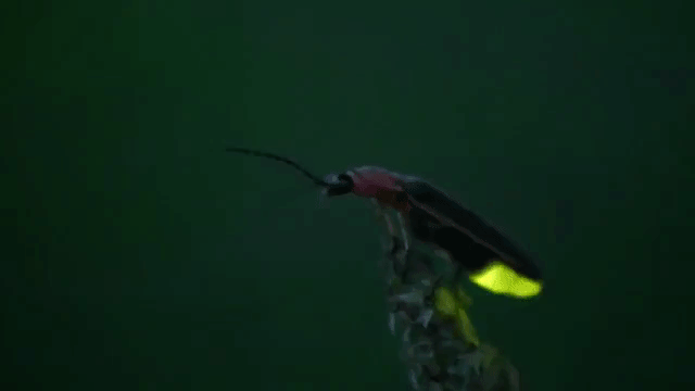 Bioluminescence David Attenborough