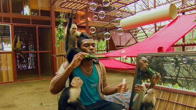 Blowing Bubbles With Monkeys