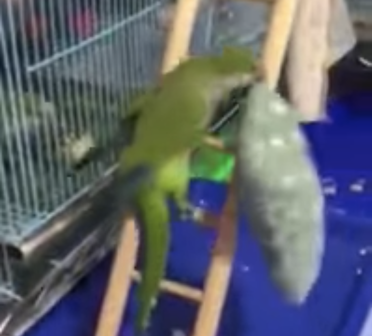 brazen-parrot-steals-pillow.png