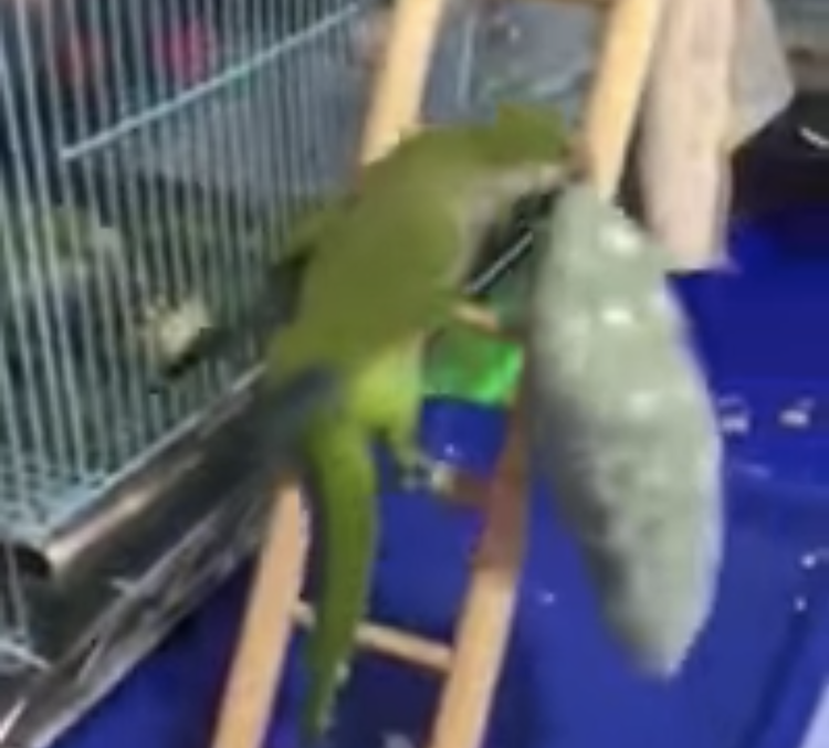 Brazen Parrot Steals Pillow