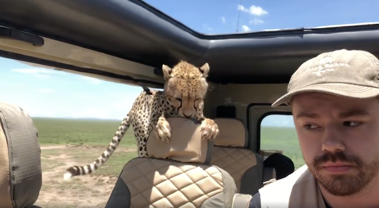 cheetah-serengeti.png