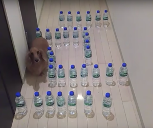 Dachshund Water Bottle Maze