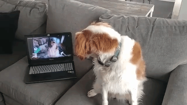 Dog Learns to Howl With Video