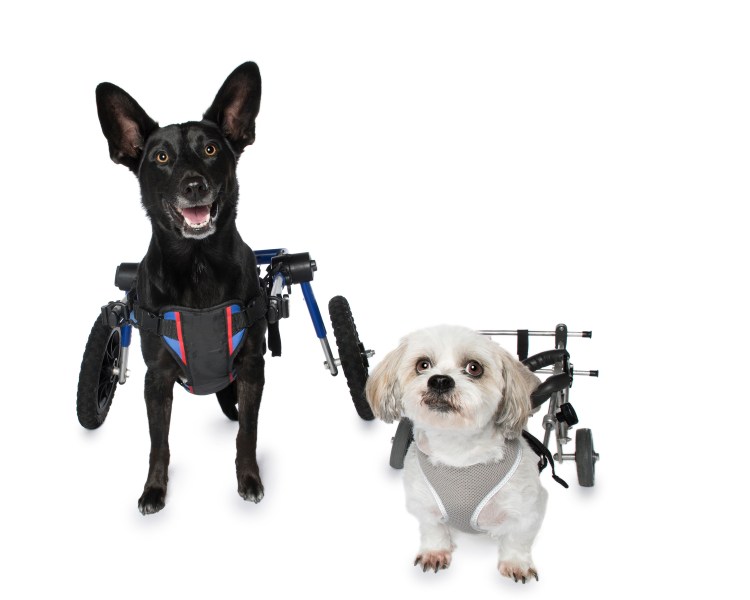 dogs-with-wheelchairs.jpg?w=750