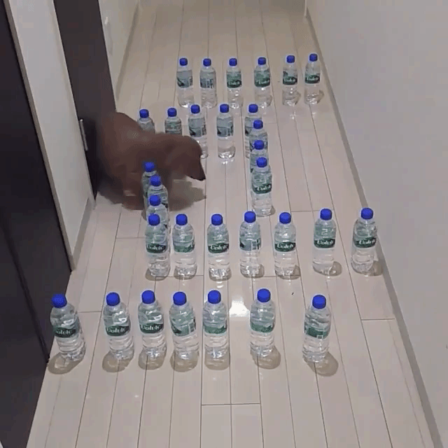 Doxie Walks Through Bottle Maze