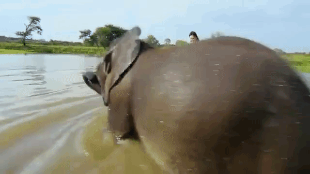 Elephant Conquers Fear of Water