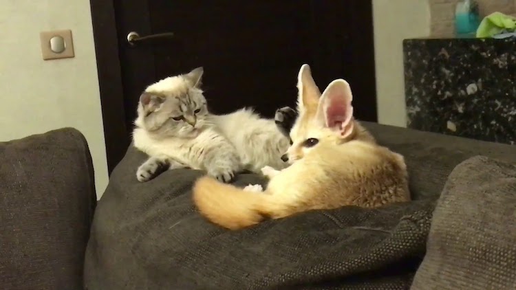 Fennec Fox and Cat