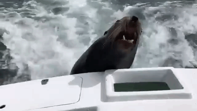 Hungry Sea Lion Hitches Ride on Boat for Fish