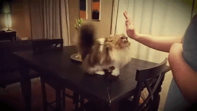 Milo the Cat High Fives